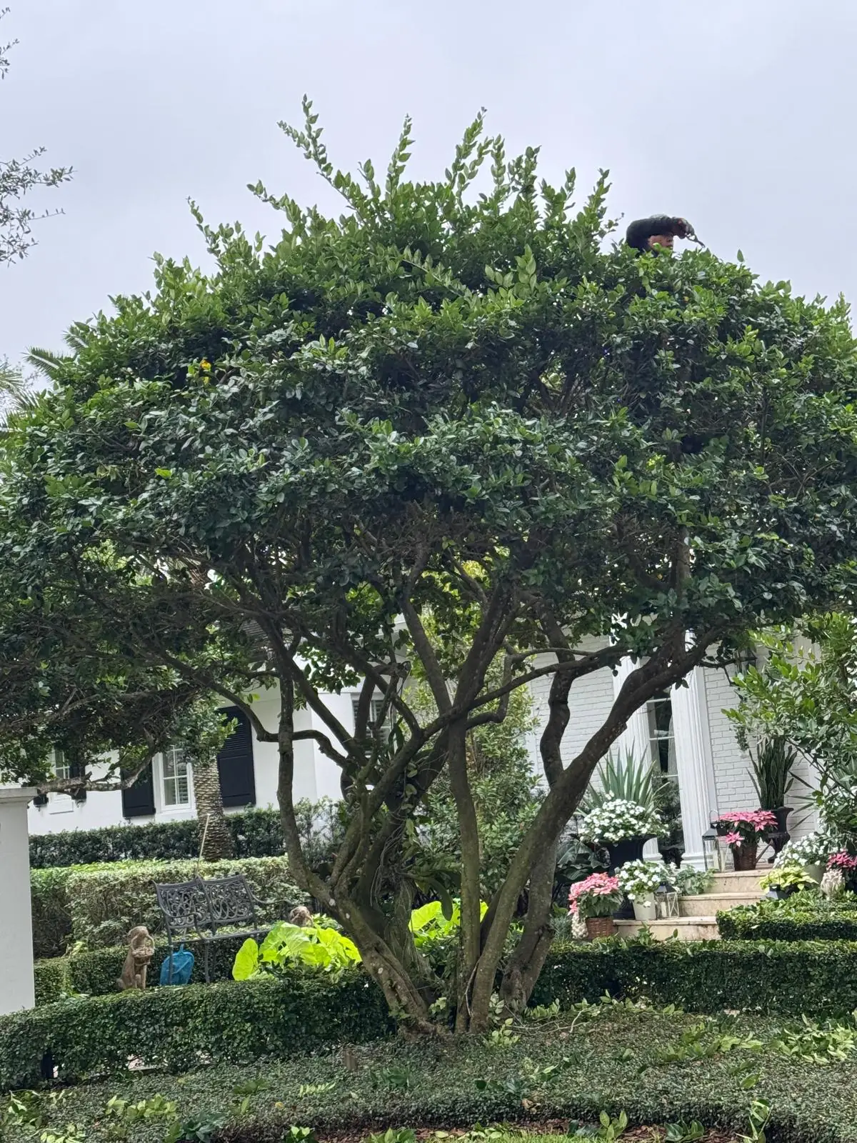 Professional landscaping services in Homestead Florida